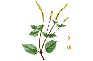 蒹葭蒹葭蒹勒个葭高中作文_蒹葭伊人作文