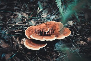 感恩母校的诗句古诗_感恩母校的诗