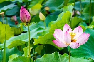 大班《保护环境》教案_大班保护环境教案
