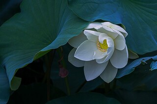 小班语言优质课教案ppt_小班语言优质课教案